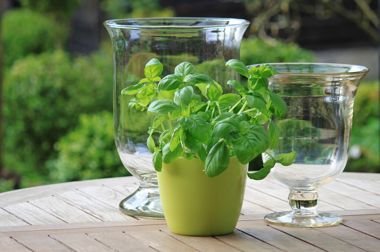 Secrets to Growing a Healthy Herb Garden